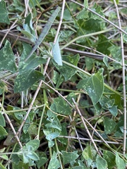 Chenopodium trigonon stellulatum