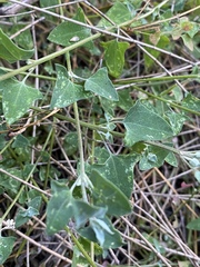 Chenopodium trigonon stellulatum