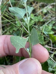 Chenopodium trigonon stellulatum