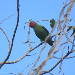 Geoffroyus geoffroyi