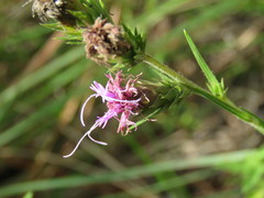 Liatris tenuis