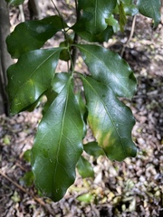 Toechima tenax