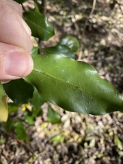 Toechima tenax