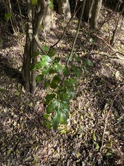 Toechima tenax