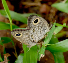 Ypthima horsfieldii humei