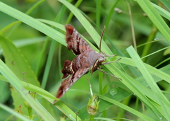 Amphion floridensis