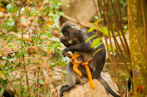 Germain's Langur (Trachypithecus germaini)