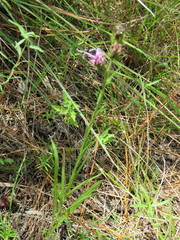 Liatris tenuis