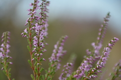 Calluna vulgaris