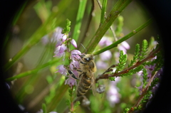 Apis mellifera