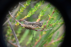 Myrmeleotettix maculatus