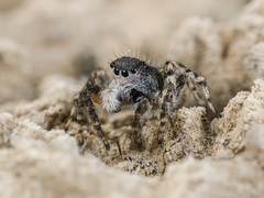 Aelurillus dubatolovi