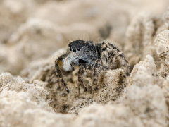 Aelurillus dubatolovi