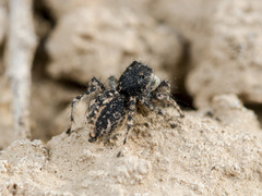 Aelurillus dubatolovi