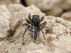 Aelurillus dubatolovi