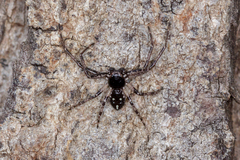 Tharpyna campestrata