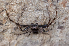 Tharpyna campestrata