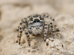 Aelurillus dubatolovi