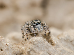 Aelurillus dubatolovi