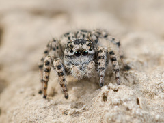 Aelurillus dubatolovi