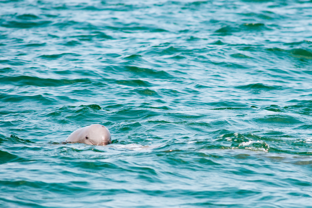 Irrawaddy dolphin head above choppy water in Kiên Giang, Vietnam