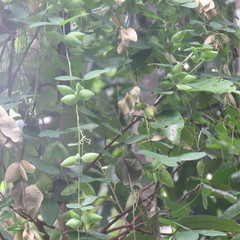 Phylacium bracteosum