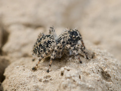 Aelurillus dubatolovi