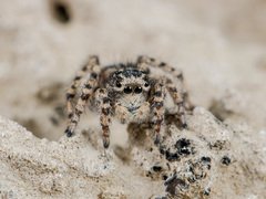 Aelurillus dubatolovi