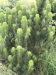 Adenanthos