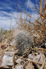 Echinocereus canus