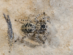 Aelurillus dubatolovi