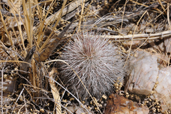 Echinocereus canus