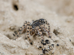 Aelurillus dubatolovi