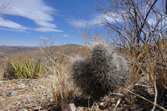 Echinocereus canus