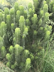 Adenanthos