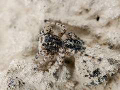 Aelurillus dubatolovi