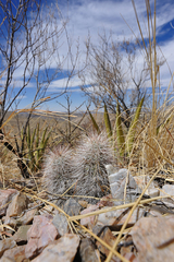 Echinocereus canus