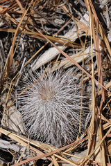 Echinocereus canus