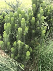 Adenanthos