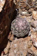 Echinocereus schereri