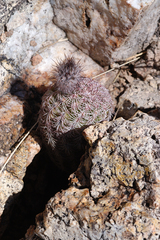 Echinocereus schereri