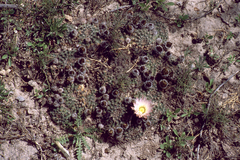 Echinocereus sharpii