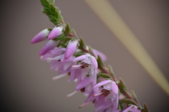 Calluna vulgaris