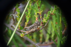 Myrmeleotettix maculatus