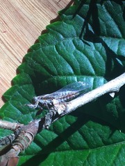 Drymopsalta daemeli