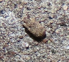 Leichenum