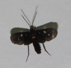 Amata simplex