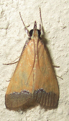 Pseudonoorda rubricostalis
