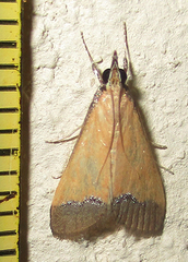 Pseudonoorda rubricostalis