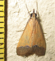 Pseudonoorda rubricostalis